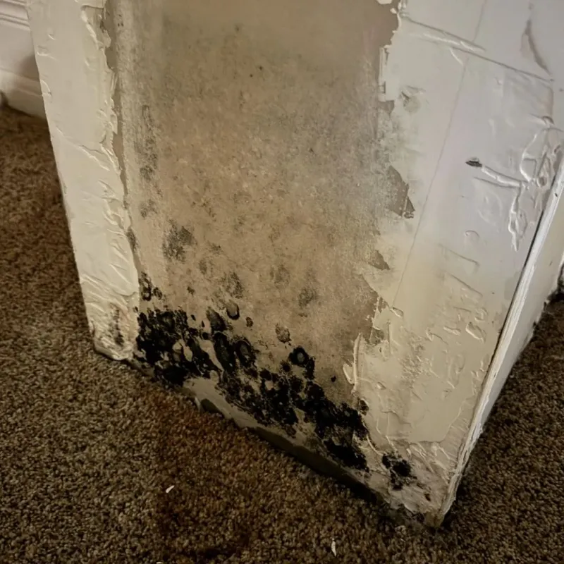 Professional Mold Removal in New London, MN
